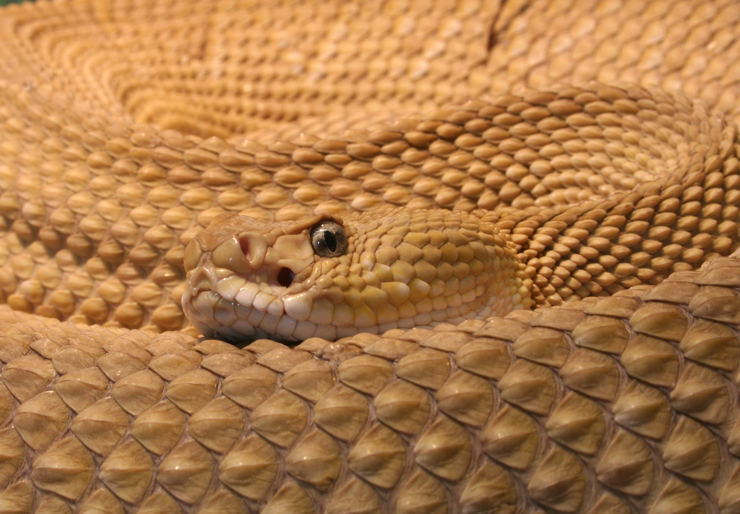 La creación de la serpiente | Mito original
