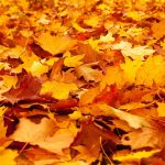 “Autumn” Around The World